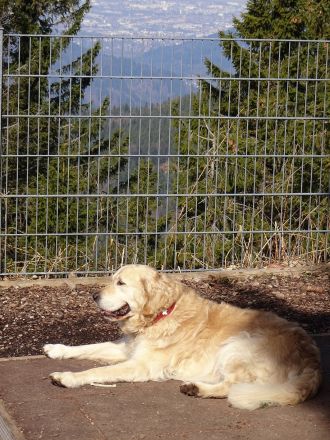 Hund på hög höjd lystrande till namnet Dodo. Matte och husse talade tjeckiska.